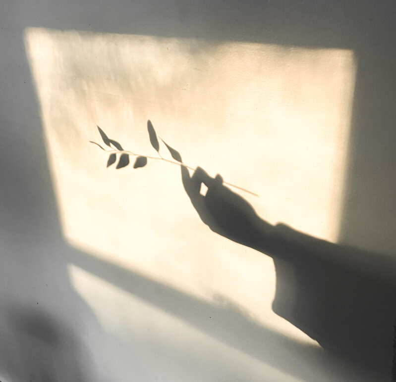 Schaduw van een hand die een takje vasthoudt in het zonlicht